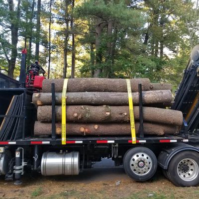Tree care project image