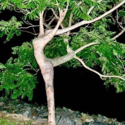 Tree care project image
