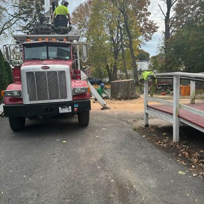 Tree care project image