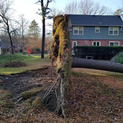 Emergency tree service operation site